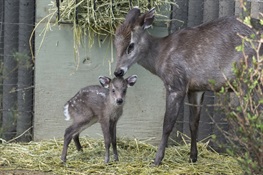 Wildlife Conservation Society’s Prospect Park Zoo Debuts Tufted Deer Fawn